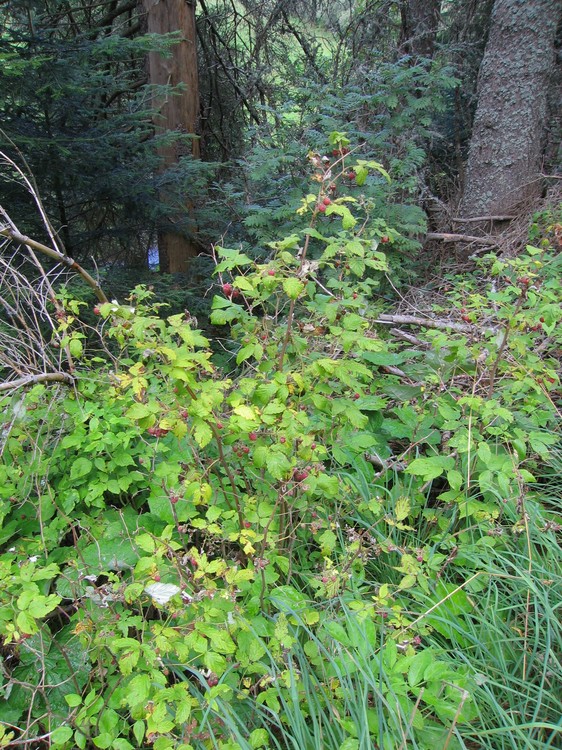 Rubus idaeus
